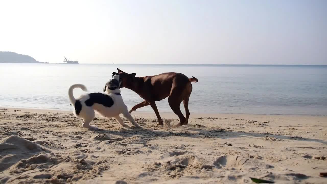 Two Funny Cheerful Dogs Playing on a Beach. Slow Motion