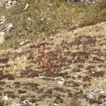 'Bigfoot' is spotted walking through the shrubs on rural Colorado mountain