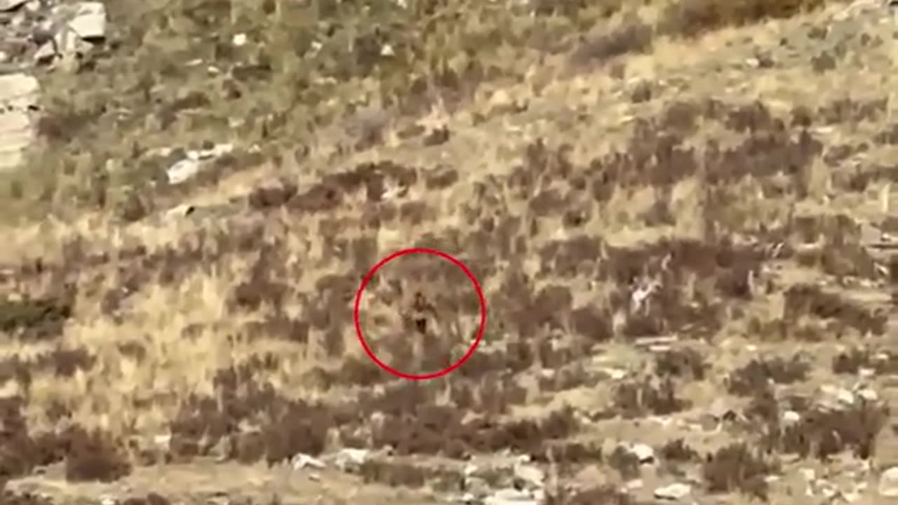 'Bigfoot' is spotted walking through the shrubs on rural Colorado mountain