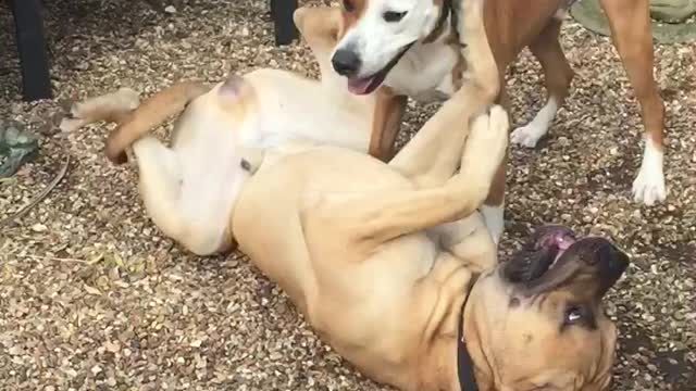 Marley and chaos play fighting