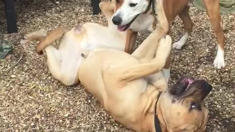 Marley and chaos play fighting