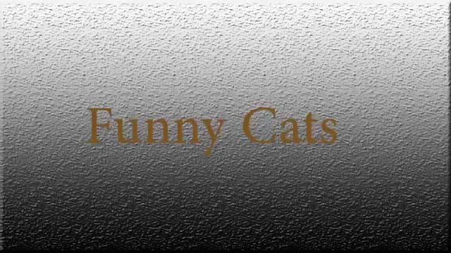 amazing cat funny !!
