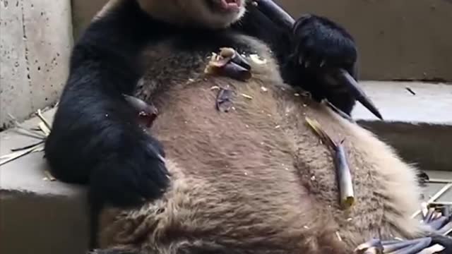 A giant panda eating bamboo alone