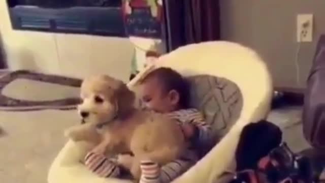 Dog just wants to squeeze into baby's stroller