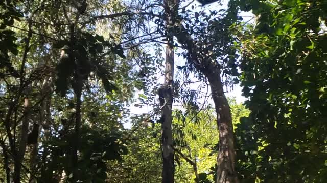 Butterfly Forest in Slow Motion