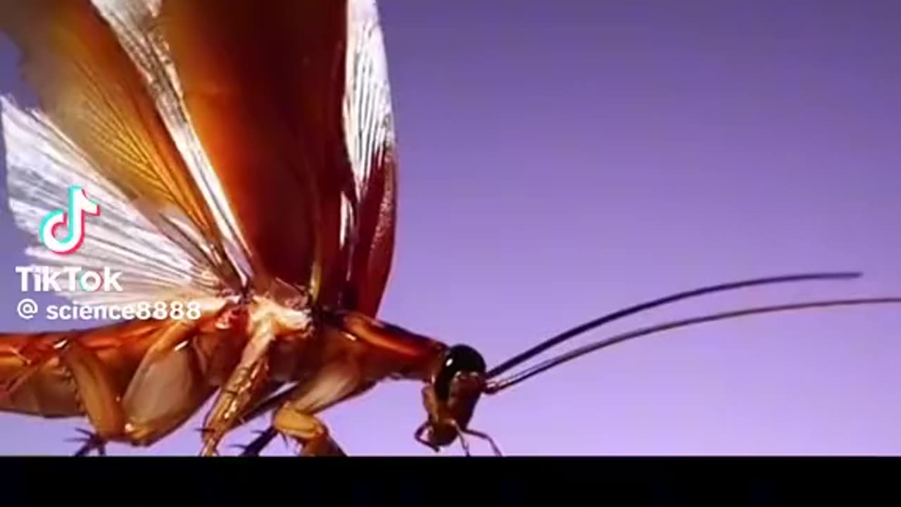 Cockroach Are the scariest creature in the world