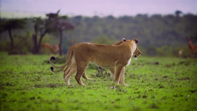 Pair of Lionesses Walking Together | Two lionesses walking through African scrub