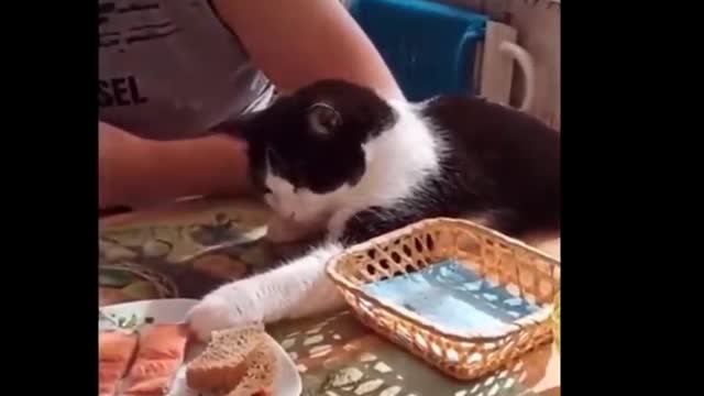 Funny Cats 😹 Don't try to hold back Laughter