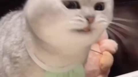 Fanny Cat Video and Cute Cat Video
