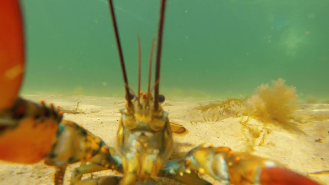 An Underwater Close Up Of Lobster Eating Another Lobster