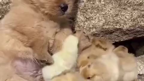 Ducklings And Puppy Best Friends