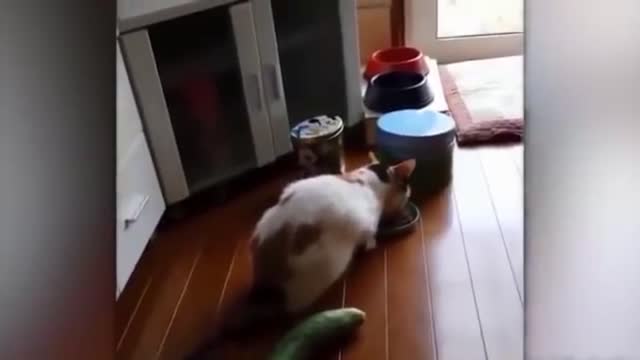 cat vs cucumber compilation