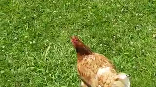 Amanda Grace Out with the Rescues on Another Sanctuary Adventure!!