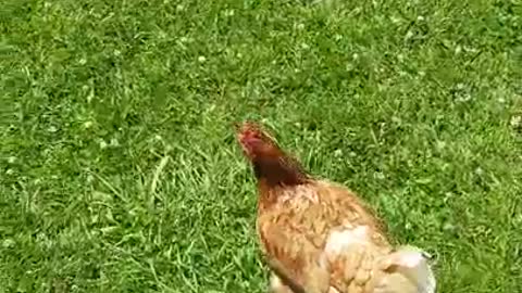 Amanda Grace Out with the Rescues on Another Sanctuary Adventure!!