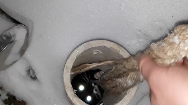 Cute Kitten Rescued from a Pipe