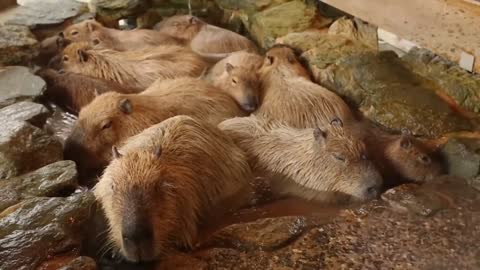 Capybaras in hot spring