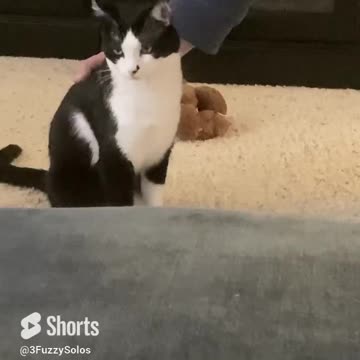 Leia is easing into Monday with a cat massage #spoiledcat