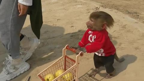 Baby baboon gives fruit to partner