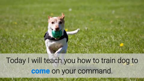 How to train your dog to responds and comes to you