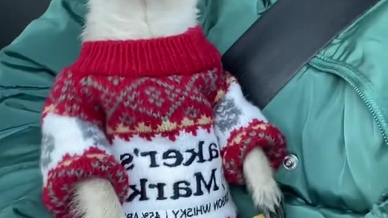 Meerkat Wearing an Ugly Sweater!