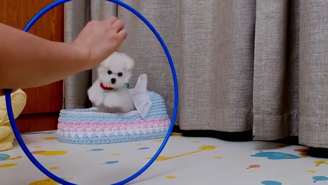 hoop jumping dog