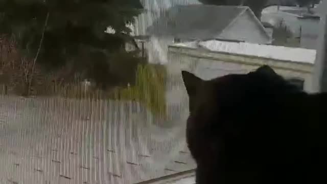 4-1-2018 - Benji Sees A Squirrel Out The Window