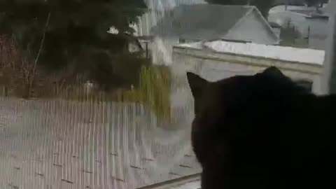 4-1-2018 - Benji Sees A Squirrel Out The Window