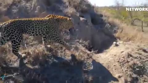 Big cat powerful become prey of the giant Anaconda-wild Animals attacks