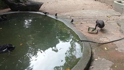Black swans