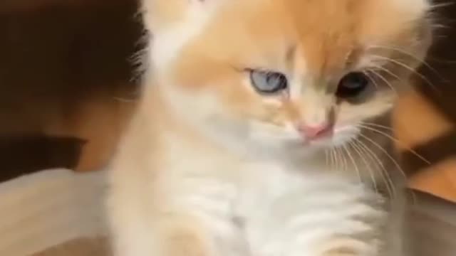 Baby cats cute and funny cat videos awesome look