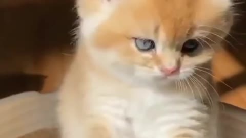 Baby cats cute and funny cat videos awesome look