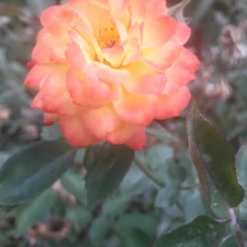Rose in the garden
