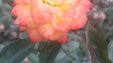 Rose in the garden