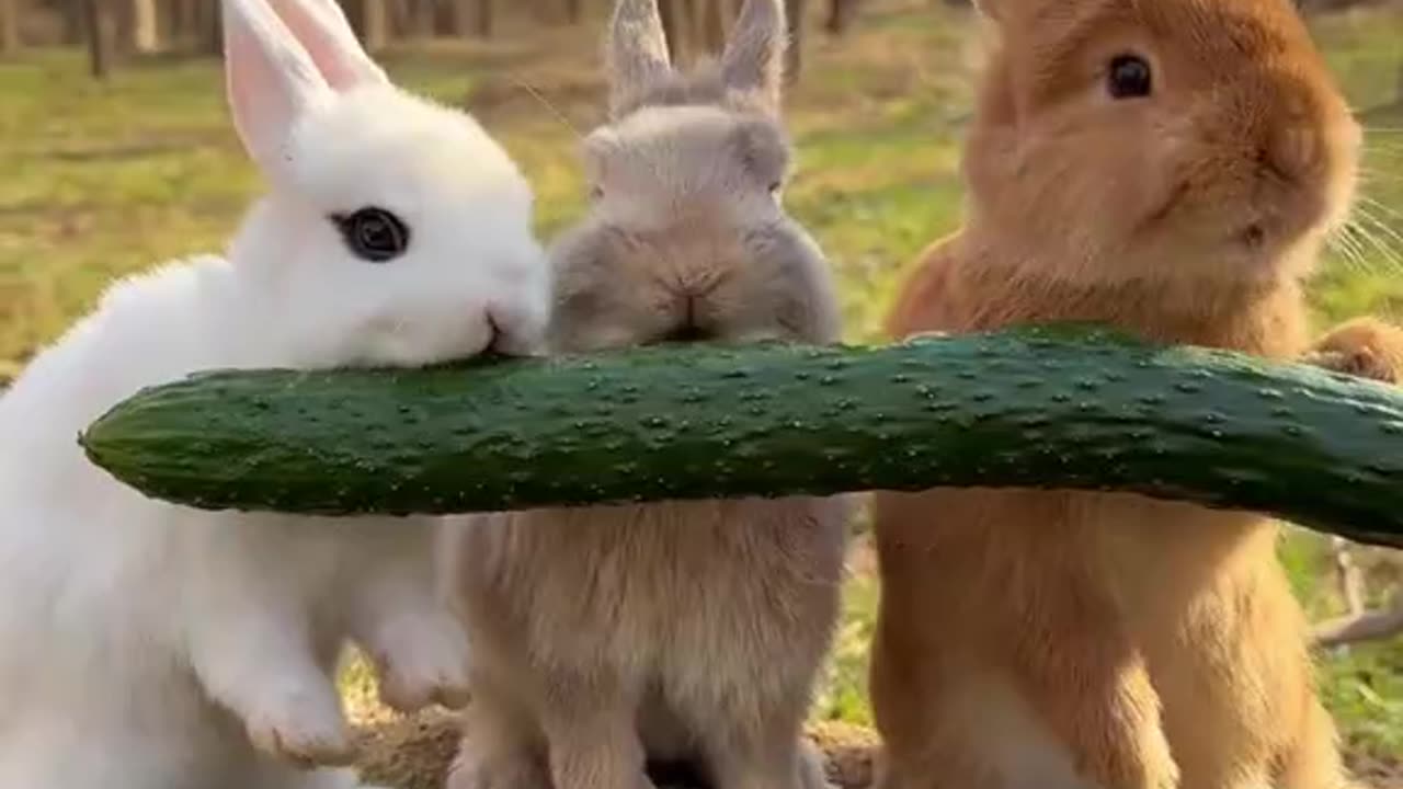 Cute Rabbits and Baby Dogs Eating Together" 🐰🐶