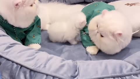 I didn't do it either, why did you hit me?