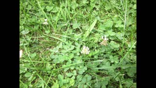 After the Rainfall Dutch Clover