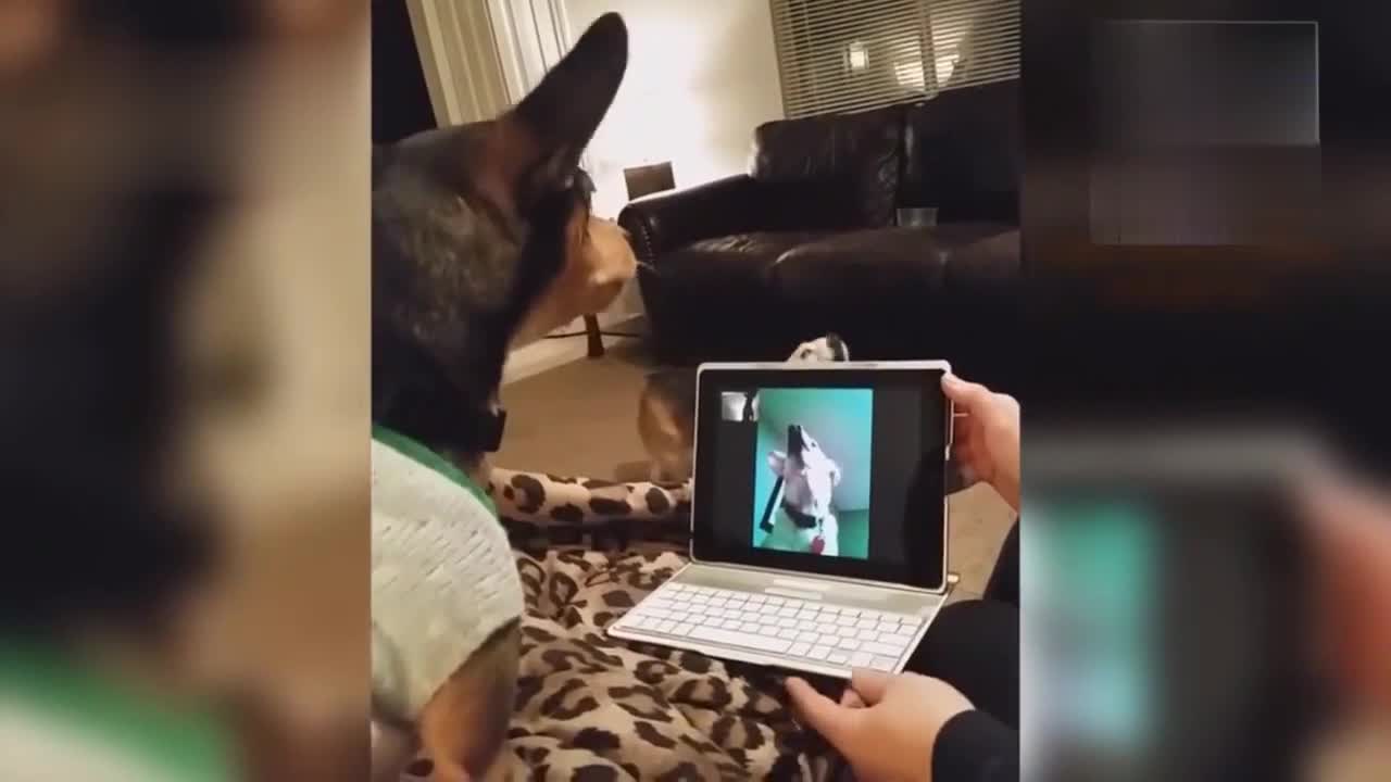 Super funny animal videos 2022