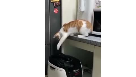 funny and cute cats movement