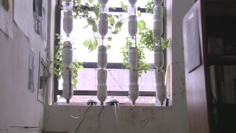 Hydroponics At Home Using Plastic Bottles At Your Window Wall