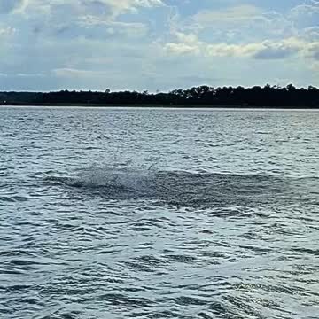 Tarpon On the beach🌙🌴
