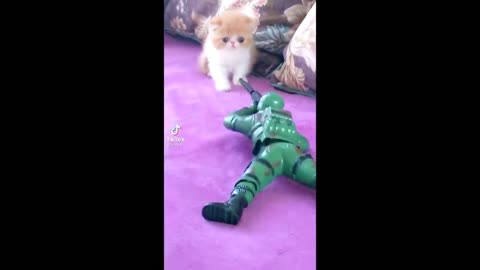 🥰Cute Kitten & Funny Cat 🐈