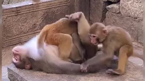 I Love Pets - Funny Pets Video Clips #Funny Pets