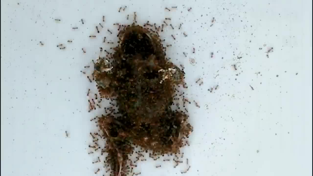 Frog Vs Extreme Fire Ants.