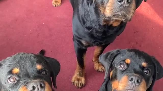 Puppy Takes Treats Less Gently Than Siblings