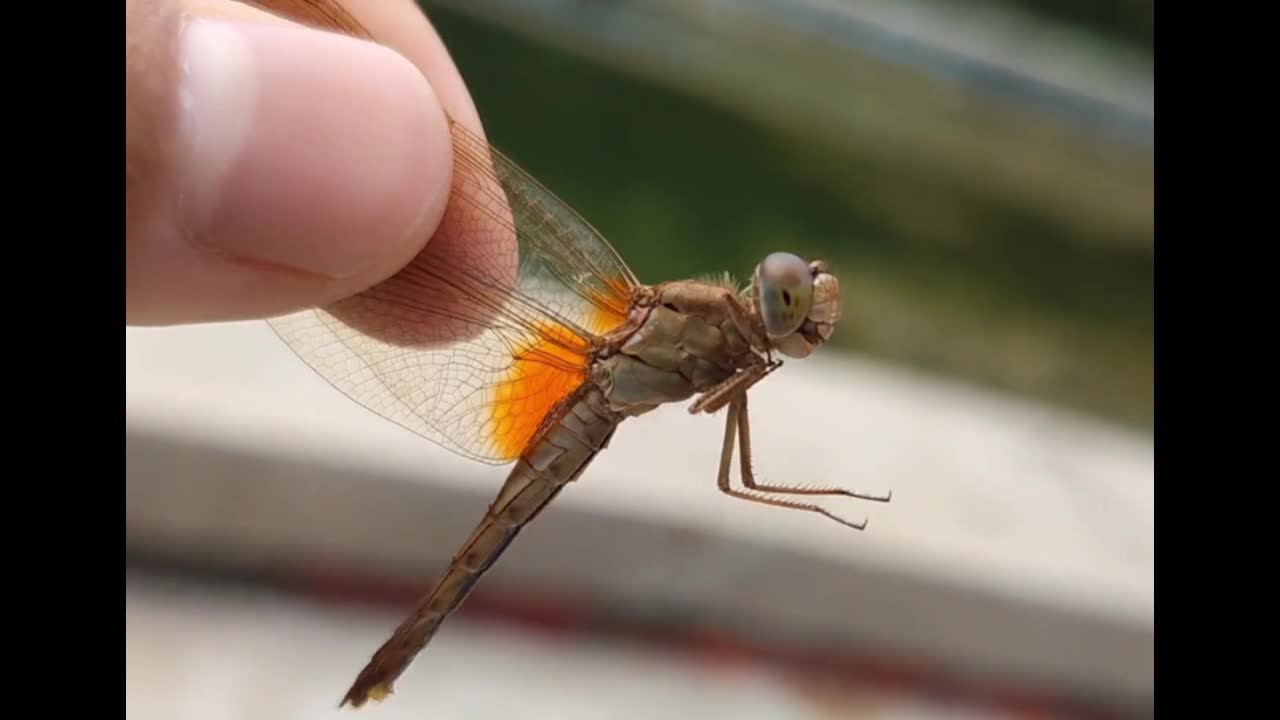 Red Dragonfly