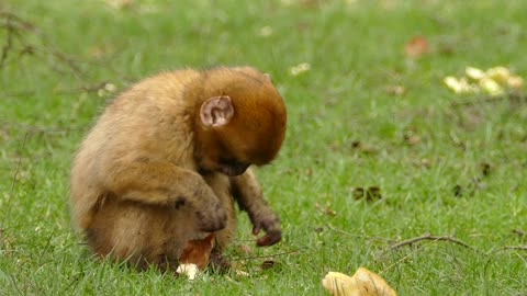 little Monkey funny usa