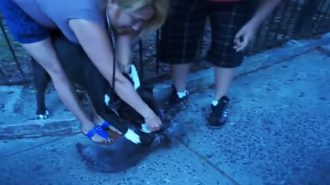 Pit Bull ATTACKED the dog! #Pitbull_attacks