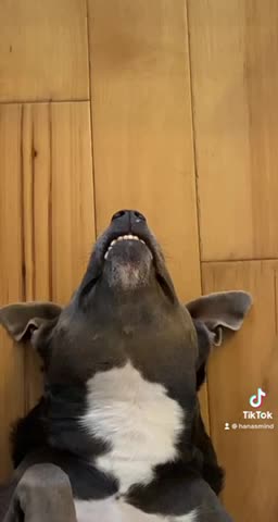 Funny pup adorably smiles for the camera