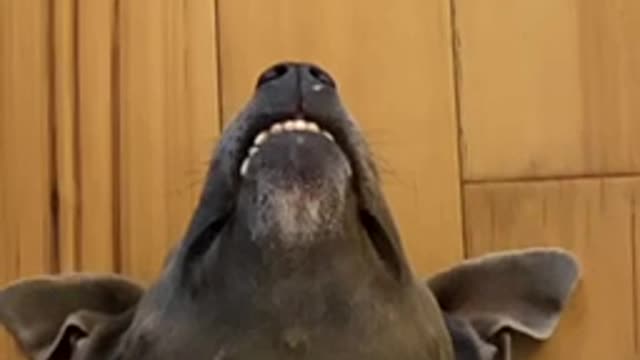 Funny pup adorably smiles for the camera