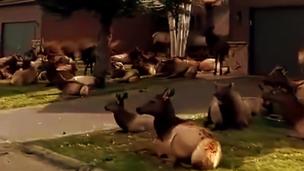 When you've invaded their homes the Elk reclaim what's theirs.